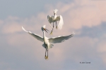 Aerial-Battle;Breeding-Behavior;Breeding-Plumage;Egret;Egretta-thula;Flying-Bird